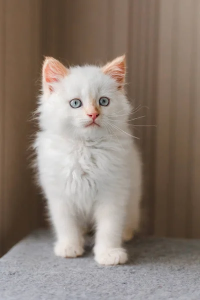 Bílá Chlupatá Kočka Malé Koťátko Doma Domácí Mazlíčci Koncept — Stock fotografie