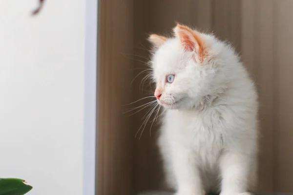 White Fluffy Cat Little Kitten Home Pets Concept — Fotografia de Stock