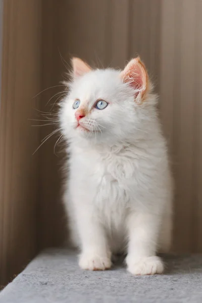 Λευκή Χνουδωτή Γάτα Μικρό Γατάκι Στο Σπίτι Κατοικίδια Έννοια — Φωτογραφία Αρχείου
