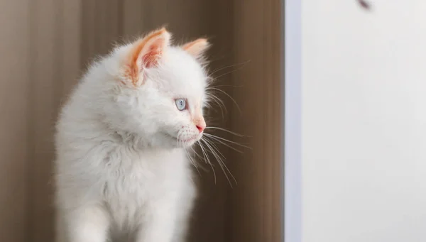 Gato Blanco Esponjoso Pequeño Gatito Casa Concepto Mascotas —  Fotos de Stock