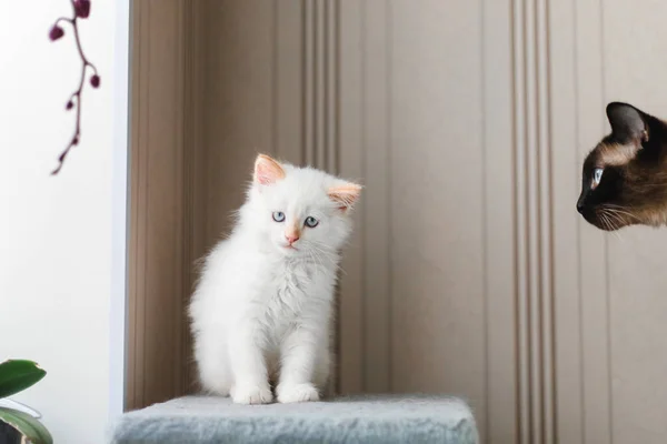 White Fluffy Cat Little Kitten Home Pets Concept — Stock Fotó