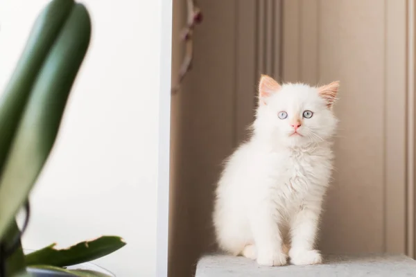 White Fluffy Cat Little Kitten Home Pets Concept — Stock Fotó