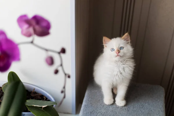 White Fluffy Cat Little Kitten Home Pets Concept — Zdjęcie stockowe