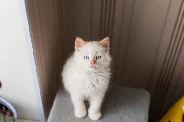 White Fluffy Cat Little Kitten Home Pets Concept — Stockfoto