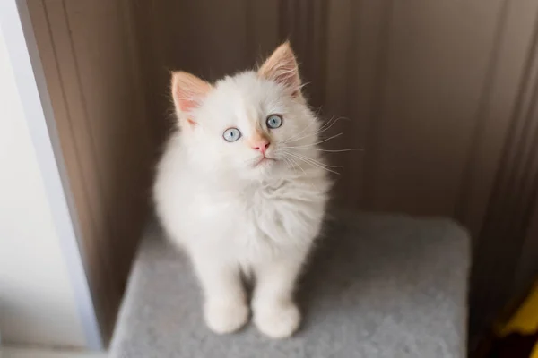 Witte Pluizige Kat Klein Katje Thuis Huisdieren Concept — Stockfoto