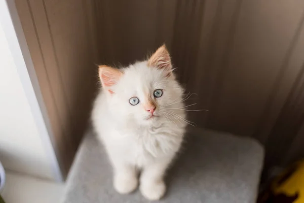 White Fluffy Cat Little Kitten Home Pets Concept — Stock Photo, Image