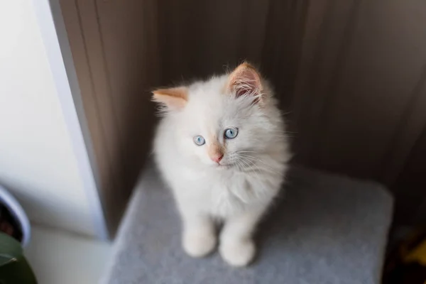 White Fluffy Cat Little Kitten Home Pets Concept —  Fotos de Stock
