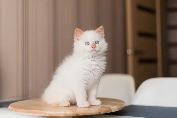 Gato Blanco Esponjoso Pequeño Gatito Casa Concepto Mascotas — Foto de Stock