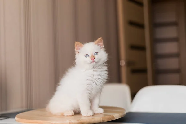 Gato Fofo Branco Gatinho Casa Conceito Animais Estimação — Fotografia de Stock
