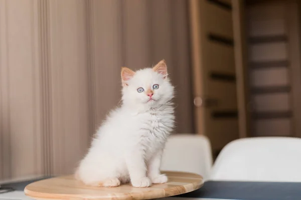 Gato Blanco Esponjoso Pequeño Gatito Casa Concepto Mascotas — Foto de Stock