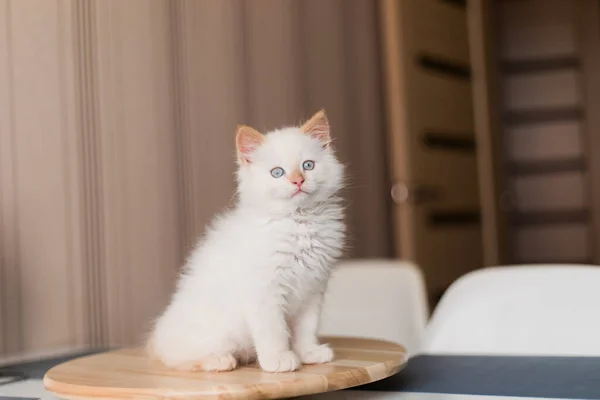 White Fluffy Cat Little Kitten Home Pets Concept — Foto de Stock