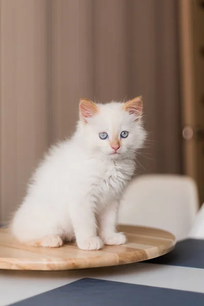 Beyaz Tüylü Kedi Evdeki Küçük Kedi Yavrusu Evcil Hayvan Konsepti — Stok fotoğraf