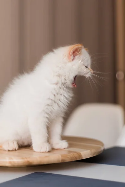 Weiße Flauschige Katze Kleine Kätzchen Hause Haustierkonzept — Stockfoto