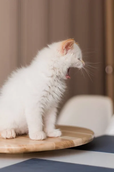 White Fluffy Cat Little Kitten Home Pets Concept — Foto Stock