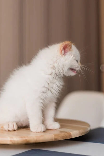 White Fluffy Cat Little Kitten Home Pets Concept — Stok fotoğraf