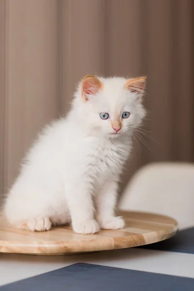 White Fluffy Cat Little Kitten Home Pets Concept — 스톡 사진