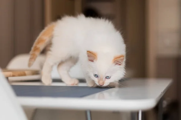 Weiße Flauschige Katze Kleine Kätzchen Hause Haustierkonzept — Stockfoto