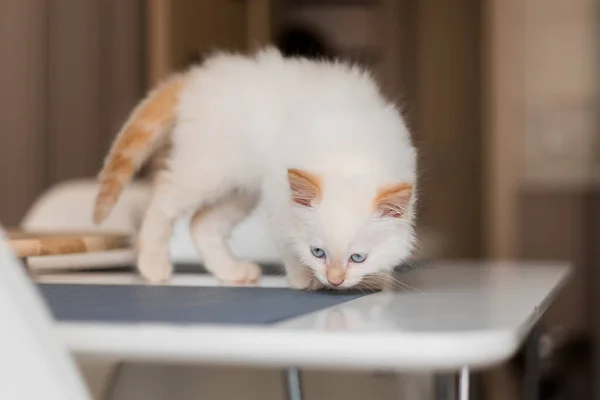 Gato Blanco Esponjoso Pequeño Gatito Casa Concepto Mascotas — Foto de Stock