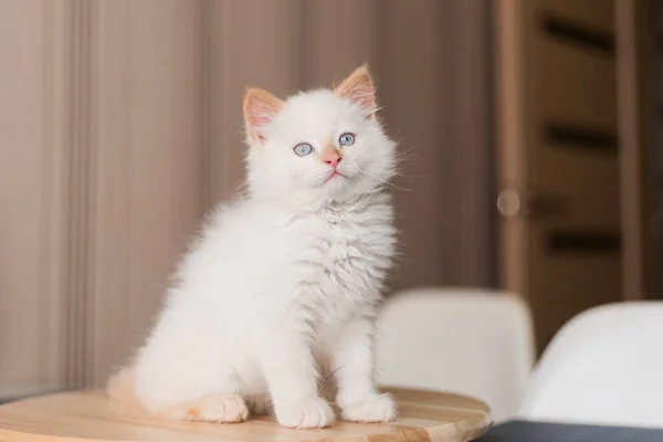 White Fluffy Cat Little Kitten Home Pets Concept — 图库照片