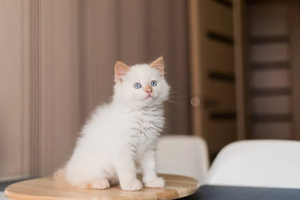 Gato Blanco Esponjoso Pequeño Gatito Casa Concepto Mascotas —  Fotos de Stock