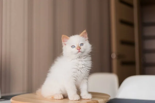 Witte Pluizige Kat Klein Katje Thuis Huisdieren Concept — Stockfoto