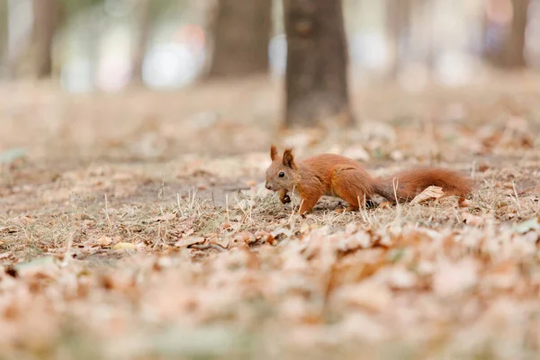 Curious Beautiful Cute Eurasian Red Squirrel Sciurus Vulgaris Forest — ストック写真