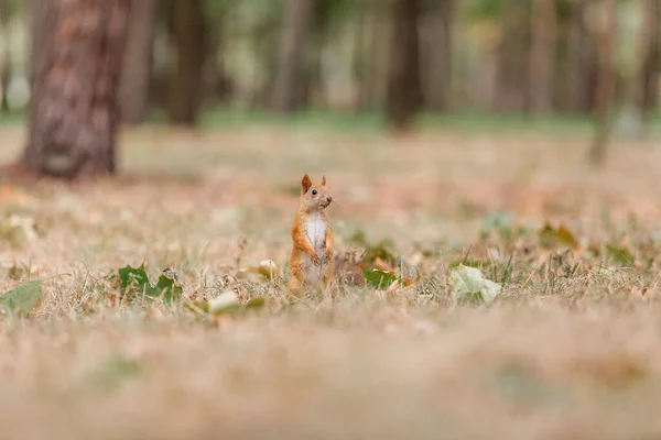 Curious Beautiful Cute Eurasian Red Squirrel Sciurus Vulgaris Forest — ストック写真