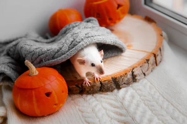 Rat Pumpkin Halloween Halloween — 图库照片