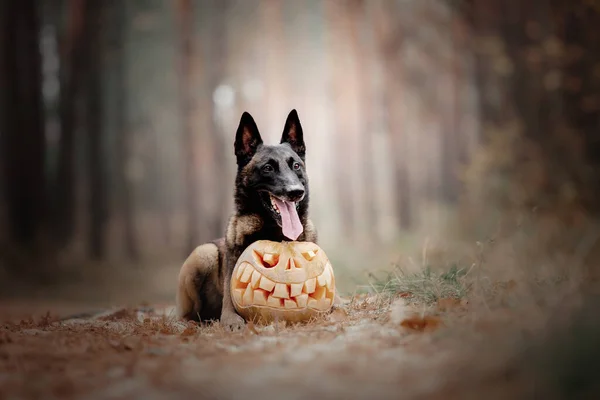 Hund Mit Kürbis Herbst Halloween Hund Belgischer Schäferhund Malinois — Stockfoto