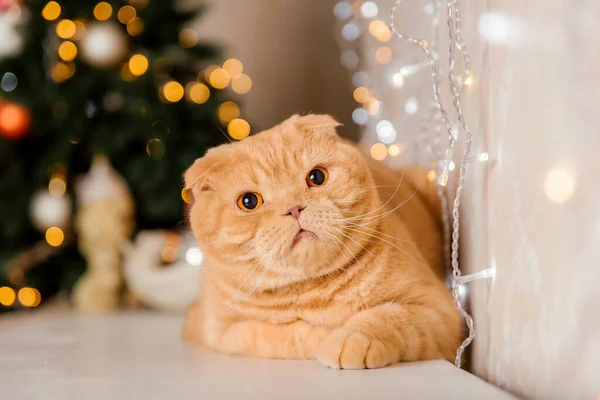 Pet Feriados Decoração Gato Ano Novo Gato Casa Luzes Natal — Fotografia de Stock