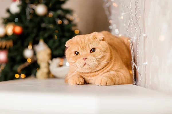 Pet Holidays Decoration New Year Cat Cat Home Christmas Lights — Stockfoto