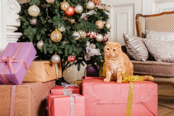 Haustier Feiertagen Dekoration Neujahrskatze Katze Hause Weihnachtsbeleuchtung — Stockfoto