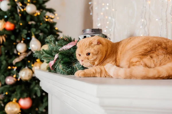 Pet Holidays Decoration New Year Cat Cat Home Christmas Lights — Stockfoto