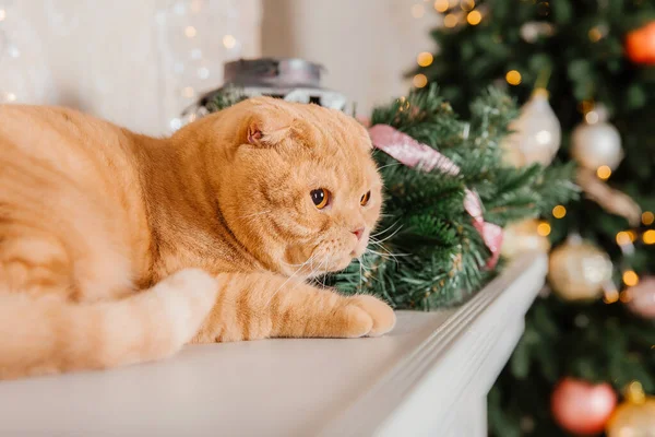 Tatil dekorasyonunda evcil hayvan. Yeni yıl kedisi. Evde kedi var. Noel ışıkları