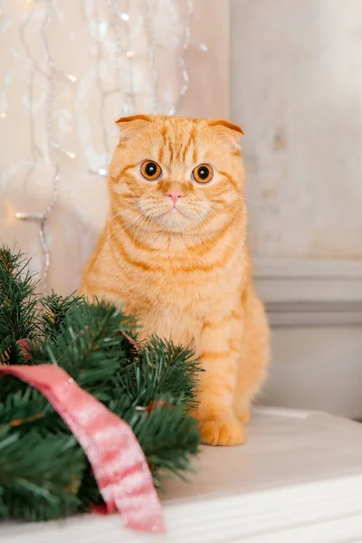 Pet Feriados Decoração Gato Ano Novo Gato Casa Luzes Natal — Fotografia de Stock