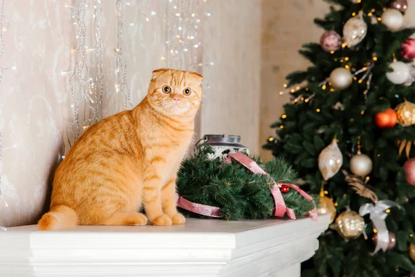 Pet at holidays decoration. New Year cat. Cat at home. Christmas lights