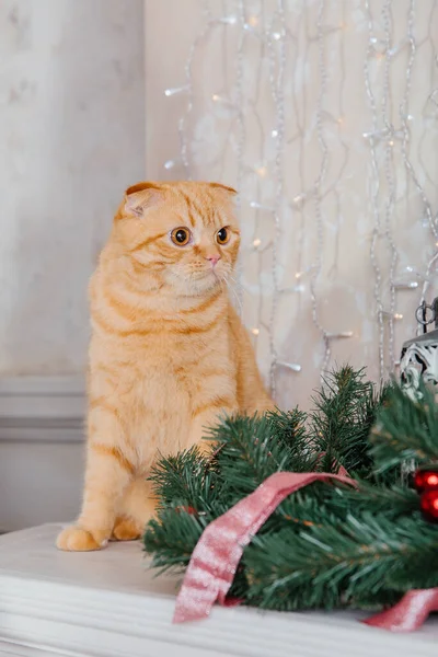 Pet at holidays decoration. New Year cat. Cat at home. Christmas lights