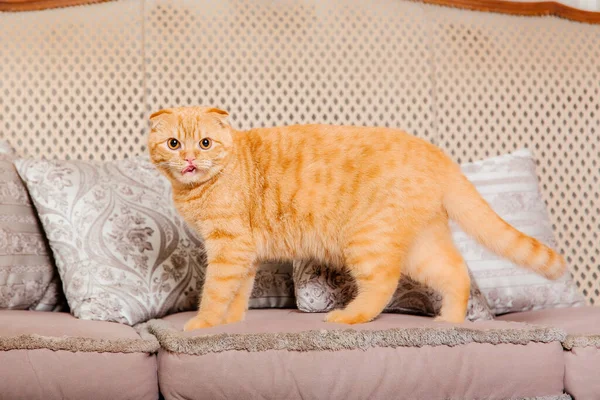 Kırsal Bölgede Kırmızı Kedi Evcil Hayvan Güzel Kedicik Miyavlıyor — Stok fotoğraf