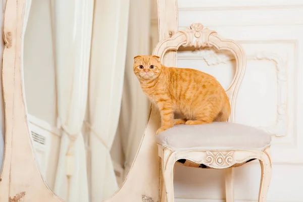 Gato Rojo Interior Rústico Mascotas Casa Hermosa Gatita Maullidos — Foto de Stock