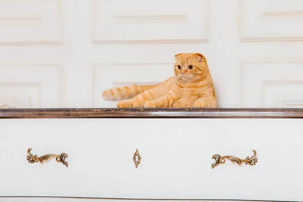 Gato Rojo Interior Rústico Mascotas Casa Hermosa Gatita Maullidos — Foto de Stock