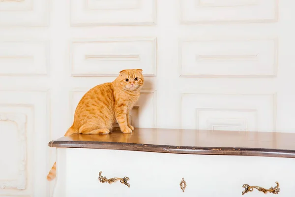 Gato Rojo Interior Rústico Mascotas Casa Hermosa Gatita Maullidos — Foto de Stock