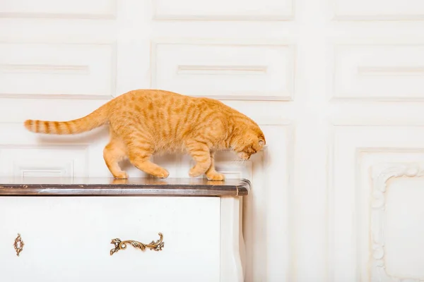 Vörös Macska Rusztikus Belsejében Háziállat Otthon Gyönyörű Kitty Nyávog — Stock Fotó