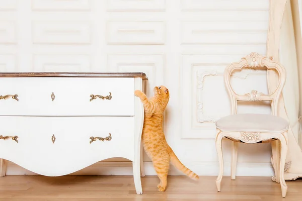 Gato Vermelho Interior Rústico Animal Estimação Casa Linda Kitty Meows — Fotografia de Stock