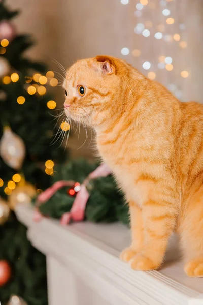 Pet at holidays decoration. New Year cat. Cat at home. Christmas lights