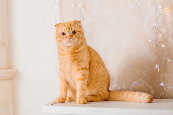 Gato Rojo Interior Rústico Mascotas Casa Hermosa Gatita Maullidos — Foto de Stock