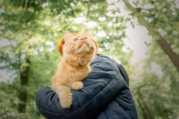 Playful Red Ginger Tabby Maine Coon Kitten Outdoor — Stock Photo, Image