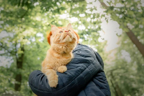 Hravé Červené Zázvor Tabby Maine Mýval Kotě Venku — Stock fotografie