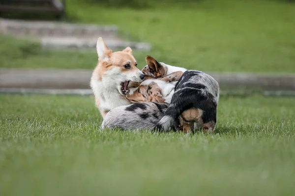 草の中に幸せと積極的な純血ウェールズのコーギー犬屋外 — ストック写真