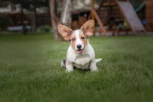 Щасливий Активний Чистокровний Валлійський Коргі Собака Відкритому Повітрі Траві — стокове фото