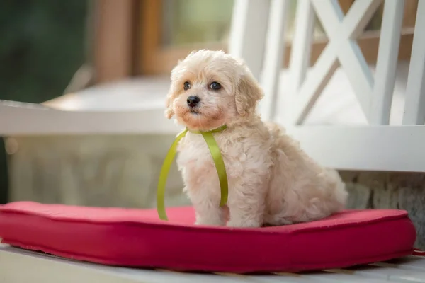 Adorable Maltese Poodle Mix Puppy Maltipoo Dog Happy Dog Park — Fotografia de Stock